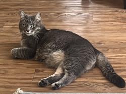 Lost Female Cat last seen Virginia St and Terrace St in Robie Pt, Auburn, CA 95603
