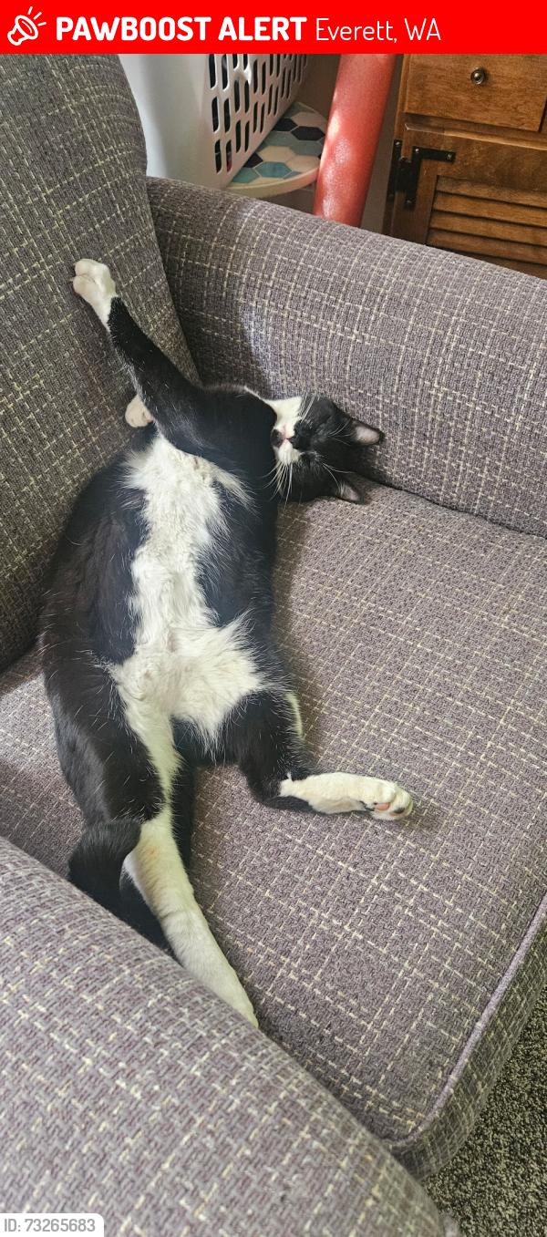 Lost Female Cat last seen 130th street SE Everett Wa, Everett, WA 98208