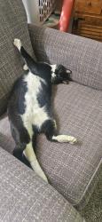 Lost Female Cat last seen 130th street SE Everett Wa, Everett, WA 98208