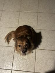 Found/Stray Female Dog last seen Mary Pickford Theatre, Cathedral City, CA 92234