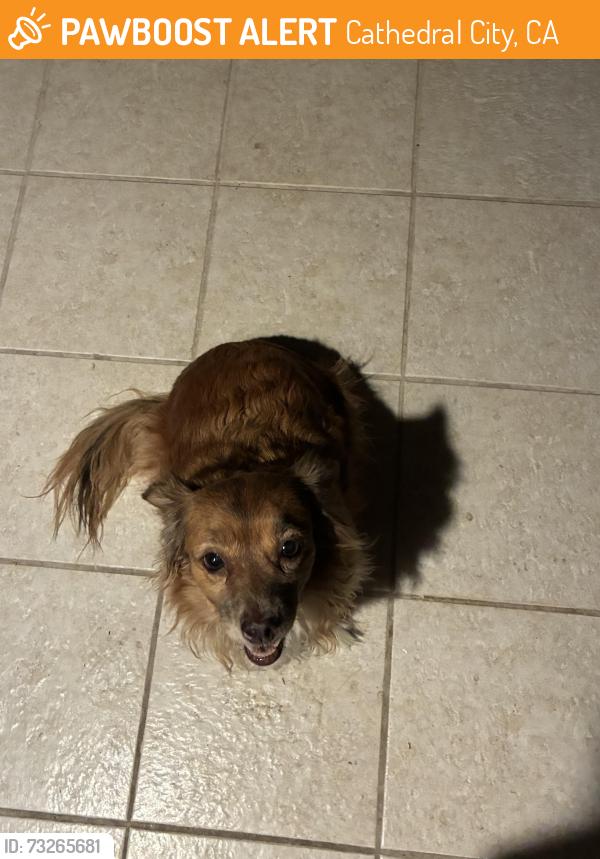 Found/Stray Female Dog last seen Mary Pickford Theatre, Cathedral City, CA 92234