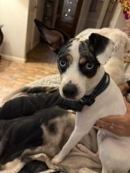 Found/Stray Male Dog last seen Near crosby, Crosby, TX 77532