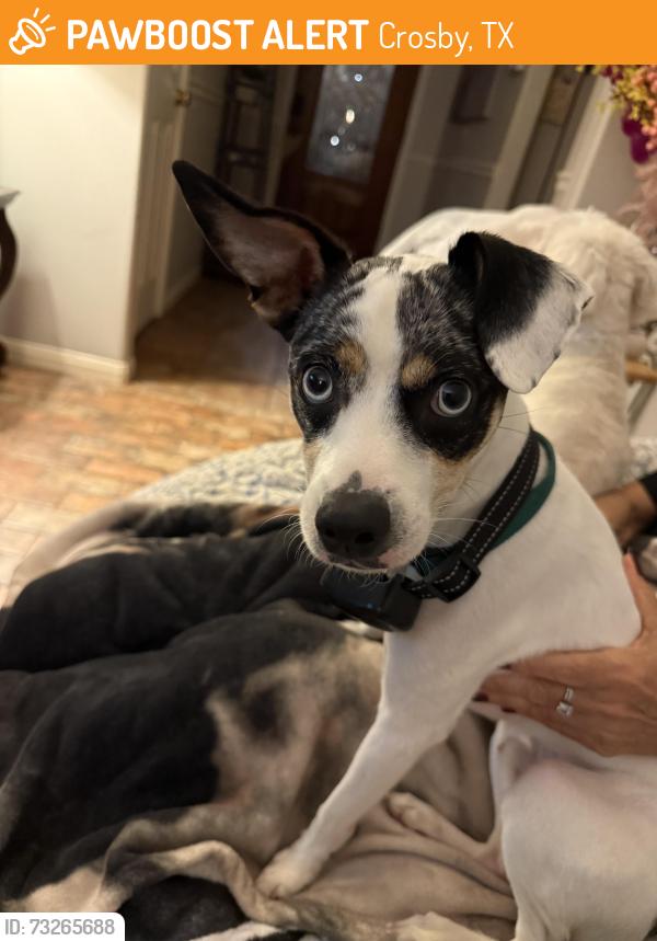 Found/Stray Male Dog last seen Near crosby, Crosby, TX 77532