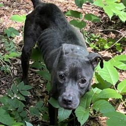 Shelter Stray Female Dog last seen , 980 Guilford College Rd, Greensboro, NC 27409, USA