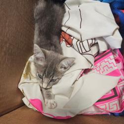 Shelter Stray Male Cat last seen , 980 Guilford College Rd, Greensboro, NC 27409, USA