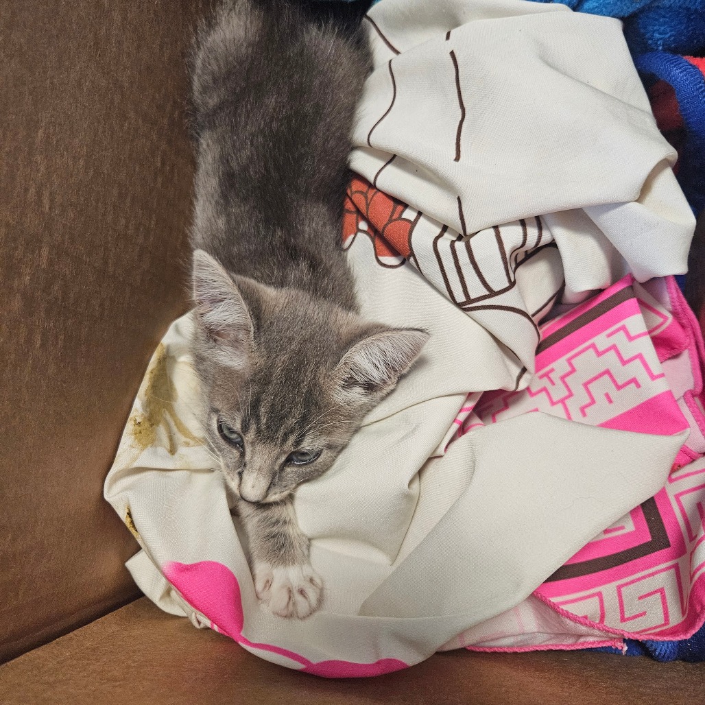 Shelter Stray Male Cat last seen , 980 Guilford College Rd, Greensboro, NC 27409, USA