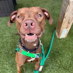 Shelter Stray Male Dog last seen , Animal Care & Control Team of Philly, 111 W Hunting Park Ave, Philadelphia, PA 19140, USA