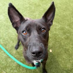 Shelter Stray Female Dog last seen , Animal Care & Control Team of Philly, 111 W Hunting Park Ave, Philadelphia, PA 19140, USA