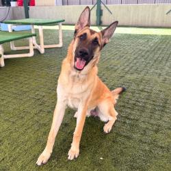 Shelter Stray Male Dog last seen , 361 S Raymond Ave, Pasadena, CA 91105, USA