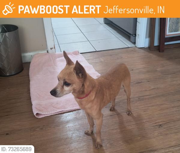 Found/Stray Male Dog last seen Grandview rd, Jeffersonville, IN 47130
