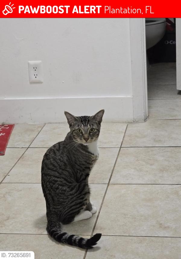 Lost Male Cat last seen The map gives her location before she threw away her necklace is 9990 NW 6th Ct, Plantation, FL 33324, Plantation, FL 33324