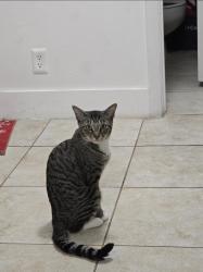 Lost Male Cat last seen The map gives her location before she threw away her necklace is 9990 NW 6th Ct, Plantation, FL 33324, Plantation, FL 33324