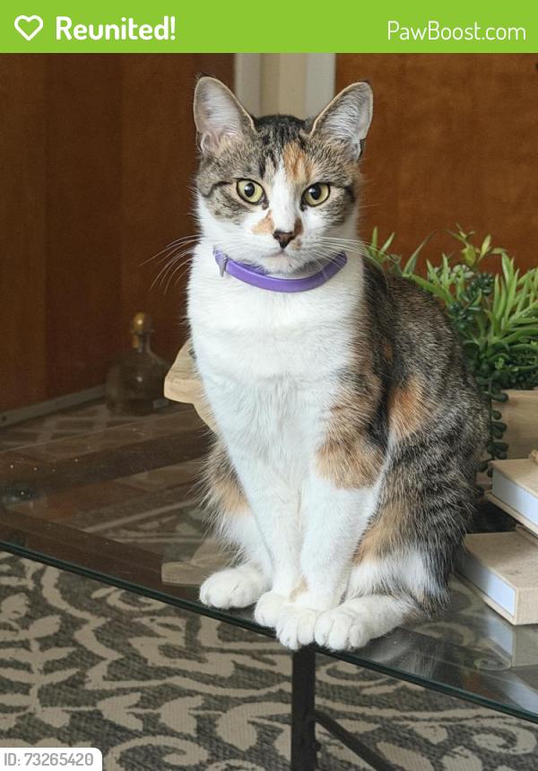 Reunited Female Cat last seen Western and Altha st, Raleigh, NC 27610