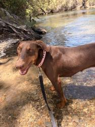 Lost Female Dog last seen Near E mariposa rd, Stockton, CA 95215