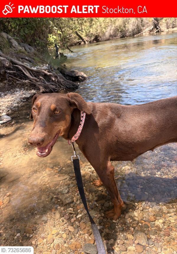 Lost Female Dog last seen Near E mariposa rd, Stockton, CA 95215