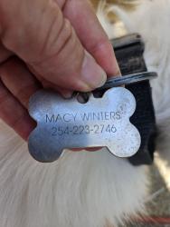 Reunited Male Dog last seen Paradise valley dr, Plano, TX 75025