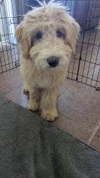 Reunited Female Dog last seen Low Chaparral Dr, Victorville, CA 92392