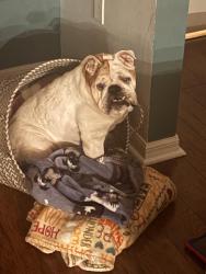 Lost Female Dog last seen Hwy 37, Forbes, Eleanore, Bradley Junction, FL 33860