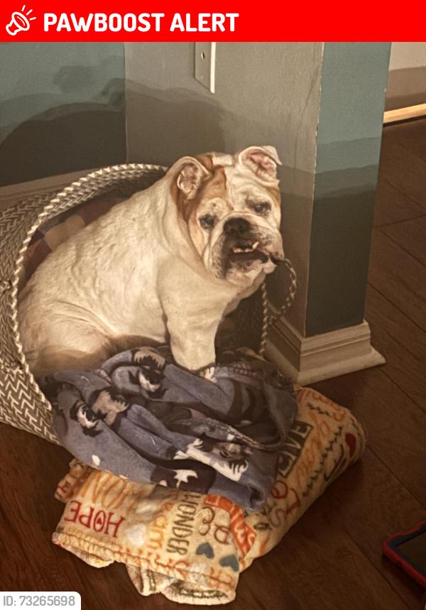 Lost Female Dog last seen Hwy 37, Forbes, Eleanore, Bradley Junction, FL 33860