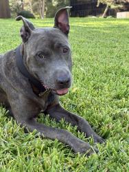 Found/Stray Male Dog last seen Royal Ave. and Greenville Ave. Near the park and intersection., Dallas, TX 75243