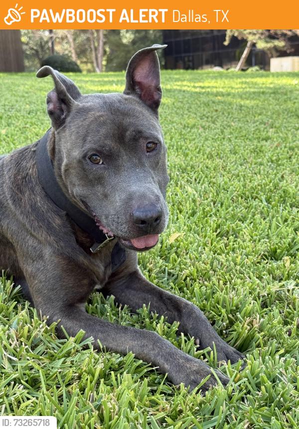 Found/Stray Male Dog last seen Royal Ave. and Greenville Ave. Near the park and intersection., Dallas, TX 75243