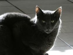 Lost Male Cat last seen Bayshore Elementary School, Bradenton, FL 34207