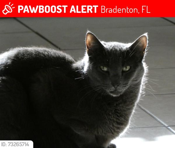 Lost Male Cat last seen Bayshore Elementary School, Bradenton, FL 34207