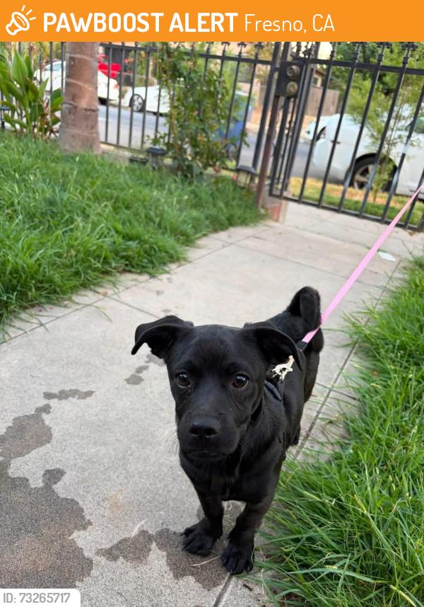 Found/Stray Male Dog last seen Abby and Bremer, Fresno, CA 93701