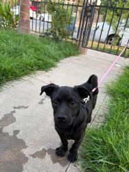 Found/Stray Male Dog last seen Abby and Bremer, Fresno, CA 93701