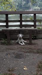 Found/Stray Unknown Dog last seen Unknown, Richmond, VA 23225