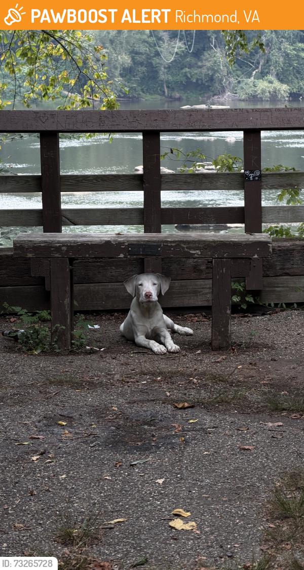 Found/Stray Unknown Dog last seen Unknown, Richmond, VA 23225
