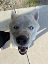 Found/Stray Male Dog last seen Alabama and Lugonia, Redlands, CA 92374