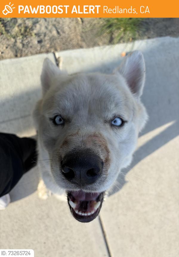 Found/Stray Male Dog last seen Alabama and Lugonia, Redlands, CA 92374