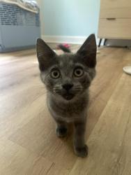 Found/Stray Male Cat last seen Dock Davis rd, Clemmons, NC 27012