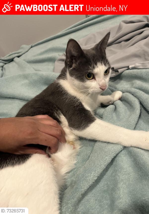 Lost Female Cat last seen 1st Place, Uniondale, NY 11553