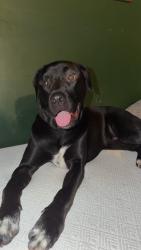 Reunited Male Dog last seen Brown rd & deverueax, Parma, MI 49269