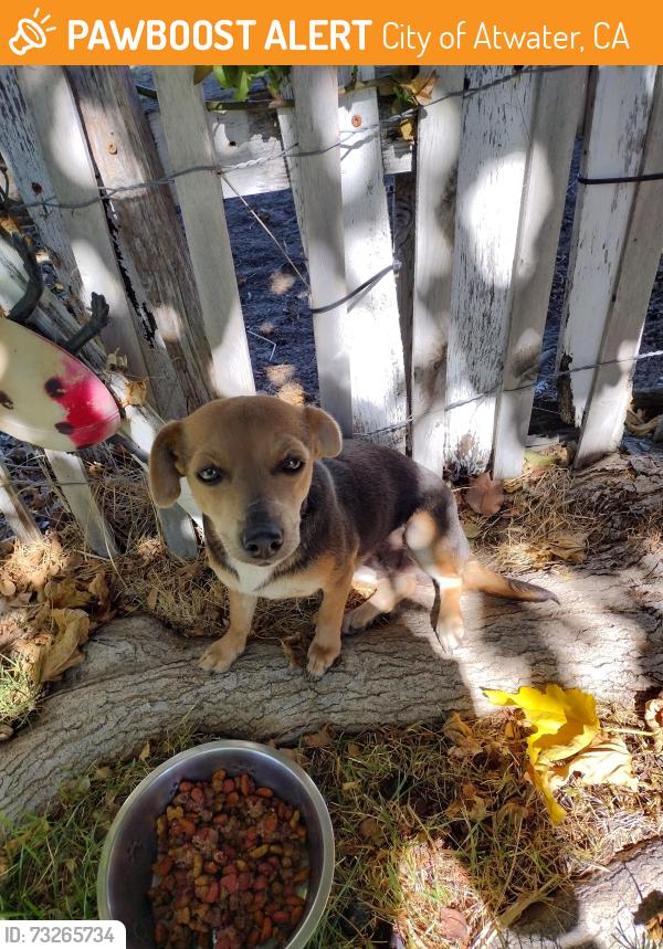 Found/Stray Female Dog last seen First Street, City of Atwater, CA 95301