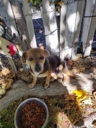 Found/Stray Female Dog last seen First Street, City of Atwater, CA 95301