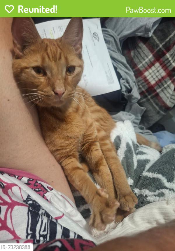 Reunited Male Cat last seen Near Sunnybrook drive hope mills, Hope Mills, NC 28348