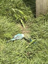 Found/Stray Unknown Bird last seen Putnam Street, Schenectady, NY 12304