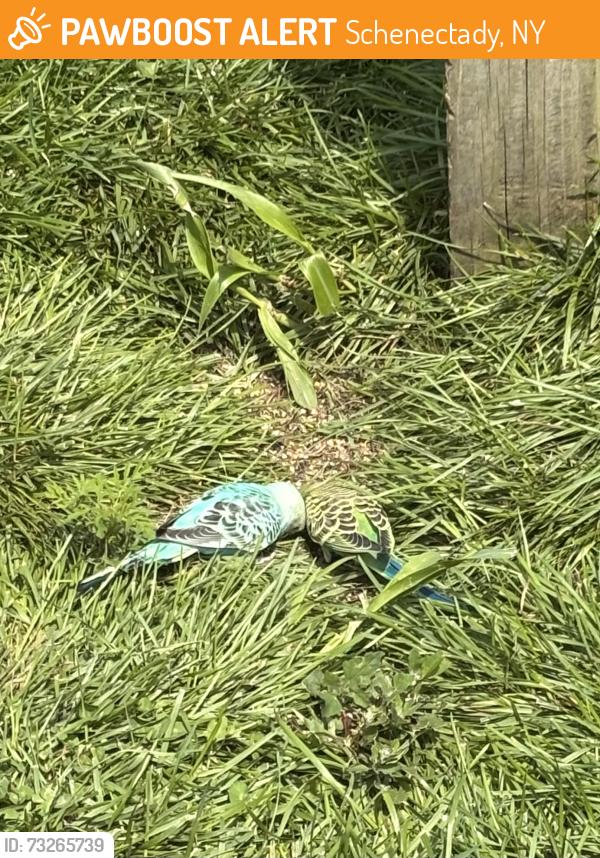 Found/Stray Unknown Bird last seen Putnam Street, Schenectady, NY 12304