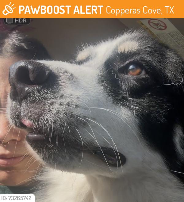 Found/Stray Unknown Dog last seen By the church, Copperas Cove, TX 76522