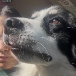 Found/Stray Unknown Dog last seen By the church, Copperas Cove, TX 76522