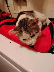 Found/Stray Unknown Cat last seen NE Green Oaks Blvd. and Cooper St., Arlington, TX 76006