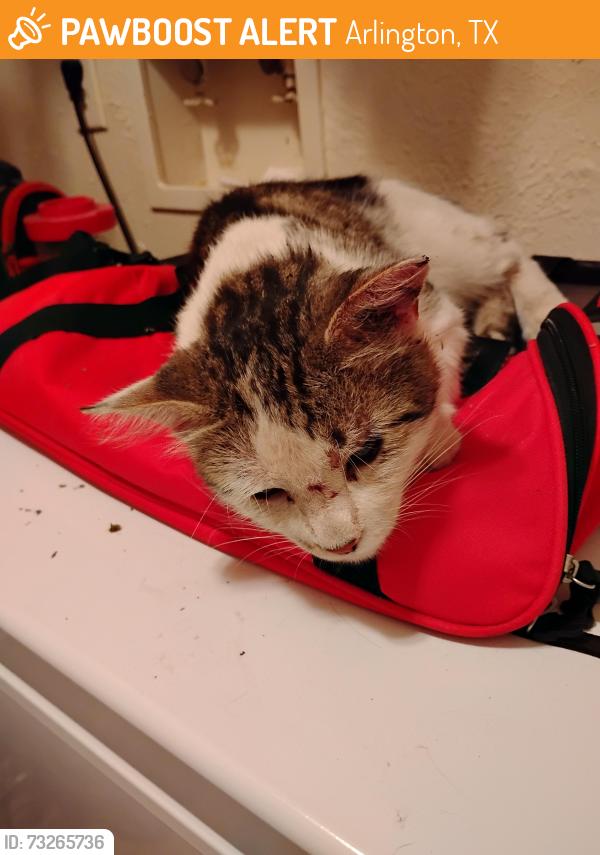 Found/Stray Unknown Cat last seen NE Green Oaks Blvd. and Cooper St., Arlington, TX 76006