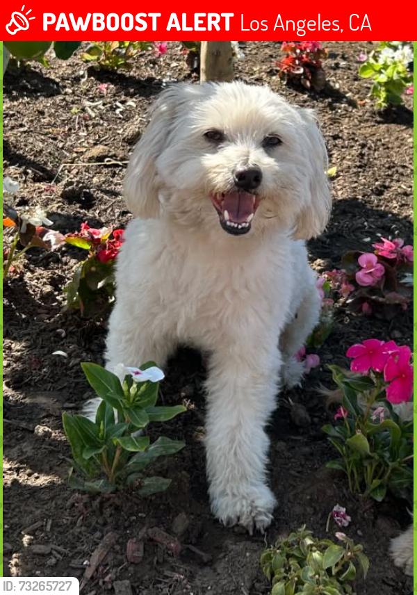 Lost Male Dog last seen Near Pinney St, Pacoima, CA 91331, Los Angeles, CA 91331