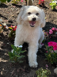 Lost Male Dog last seen Near Pinney St, Pacoima, CA 91331, Los Angeles, CA 91331