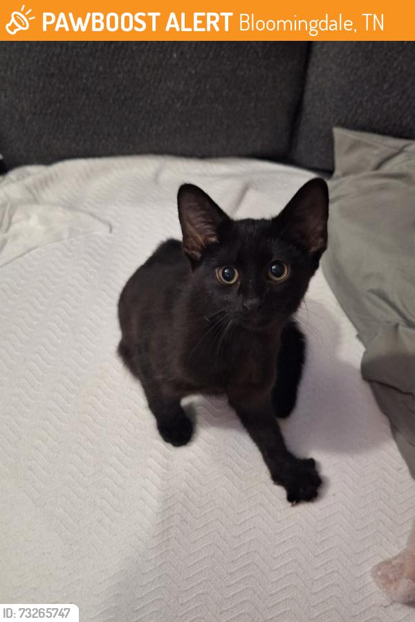 Found/Stray Unknown Cat last seen Bloomingdale rd and Arbutus ave., Bloomingdale, TN 37660