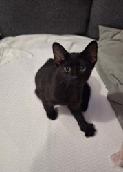 Found/Stray Unknown Cat last seen Bloomingdale rd and Arbutus ave., Bloomingdale, TN 37660