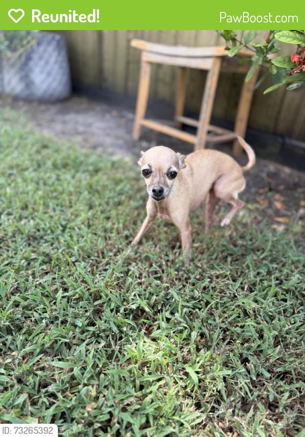 Reunited Female Dog last seen West Bellfort & Burney, Sugar Land, TX 77479